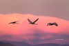 Crane;Flying-Bird;Grus-canadensis;Mountains;Photography;Sandhill-Crane;Sunset;ac